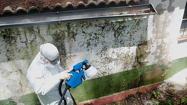 Mold Remediation service in Bailey, Bailey, NC
